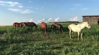 Чумышская порода лошадей - кобылица Луна - Алтай