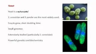 Model Organisms