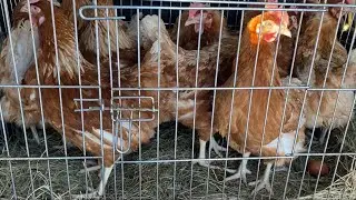 Купили  молодку, кур несушек🐓