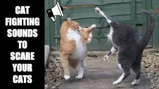 Cat Fighting Sounds to Scare Cats #8