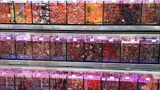 China Aquarium Fish Market - CRAZY