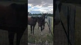 The neighbor's horses decided to come and say hello