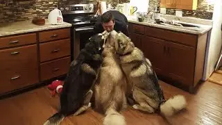 The Husky is BEYOND Dramatic, You'll have LAUGH of your day!