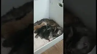 Кушают наши сладкие мальчики 😻 попы у всех толстые, мамочка старается кормит 🤗