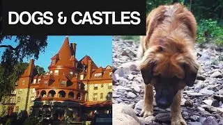 Dogs & Castles - (so we too vlog #7) | Pennsylvania Edition