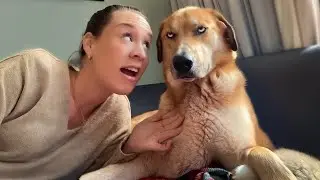 When your dog can understand what you're saying 🐶😄 Funny Dog and Human