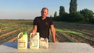 Осенняя обработка земляники. Противогрибковые препараты  по листу.