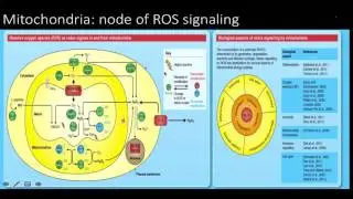 Reactive oxygen species (ros): signaling and oxidative stress