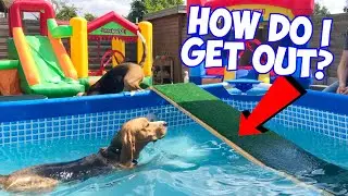 Beagles Gone Wild: Louie and his Friends Take Over the Pool