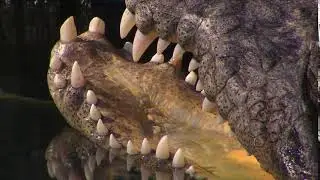 CROCODILE TEETH