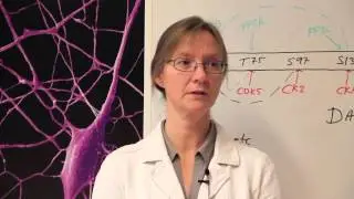 The Human Brain Project SP6: Brain Simulation Platform