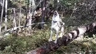 Лайка, работа по соболю.