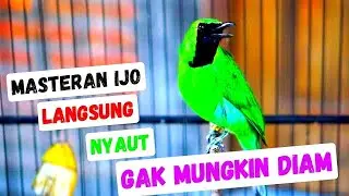 Pancingan Cucak Ijo Gacor Ini Efektif dan Cepat Buat Menaikan Emosi Ijo Mana Saja Agar Tarung