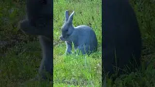 Rabbit Sounds | Blue Rabbit