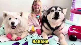 Giant Dogs Visit Their Cute Vet! #husky #vetlife