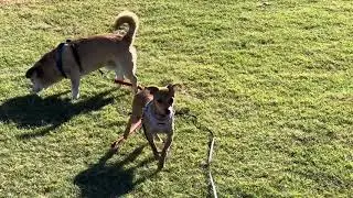 Clips of FOX and Ginger  #doglovers #doglife #cutedogs #carolinadog #puppy #cutedogfox2024