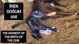 İnek Doğum Anı | Moment of Cow Birth #inekler #hayvanlar #calf #Buzağı #cows #viralvideo