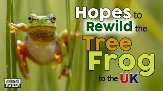 Hopes to Rewild the Tree Frog to the UK 🐸 Rewilding Britain