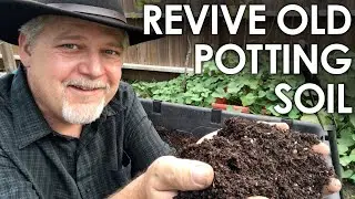 How To Re-Use Old Potting Soil - 4 Methods for Recycling || Black Gumbo