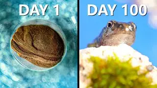 Raising Frogs for 100 Days