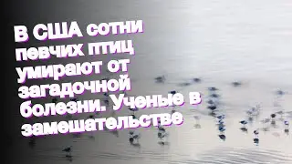 В США сотни певчих птиц умирают от загадочной болезни. Ученые в замешательстве