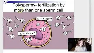 Week 3 Lecture Part 1: Fertilization and Implantation