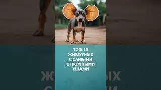 ТОП 10 животных с самыми огромными ушами #необычныеживотные #топ10 #комарик #животные #шортс #shorts