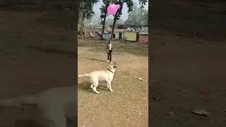 Dog playing with balloon #balloon #balloonvideos #dog #cutedog #cutedogs #funny #shorts #short