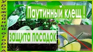 СУПЕР ПРОСТЫЕ СРЕДСТВА ОТ ПАУТИННОГО КЛЕЩА!!!!