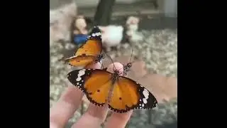 it's butterfly moments butterfly 🦋