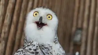 Funniest Birds Around the World 🐦🕊️🦉