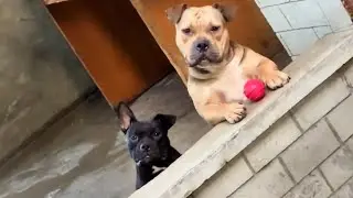 When you have a cutest neighbor ☺️ Funny and Cute Dog Videos