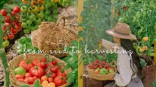 #90 Everything About Tomatoes: Growing, Harvesting, Preserving, Cooking