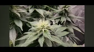How To Grow Weed Indoors From Seed to Harvest For Beginners 2023 Weekly Grow Series Part 11 Flower