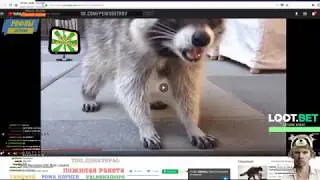 ГЛАД ВАЛАКАС СМОТРИТ ВИДЕО С ЕНОТАМИ (ЭТО КСТА Я!!)