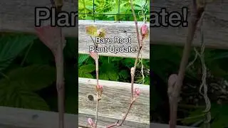 Bare Root Plants Update! #shorts #gardening