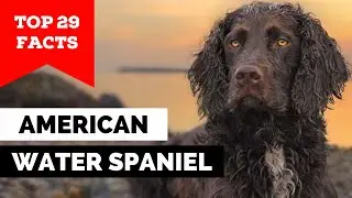 99% of American Water Spaniel Owners Dont Know This