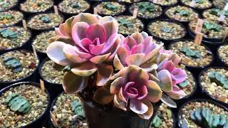 Echeveria Rainbow by Master Georgiy Aristov