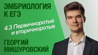 4.3. Образование мезодермы | Цитология к ЕГЭ | Георгий Мишуровский