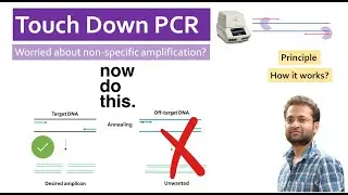 How Touch down PCR works? PCR problem. Non-specific amplification.