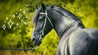 Friesian horses