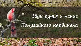 Пение попугайного кардинала и звук ручья в лесу лечит нервную систему и расслабляет. Пение птиц.