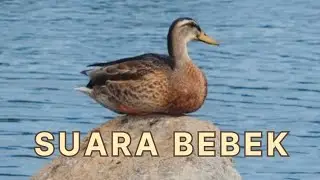 Suara bebek wek wek, suara bebek kwek kwek kwek kwek