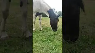 Magnificent animal, even malnourished