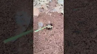 Zombie bullet ants attack giant cricket for food 