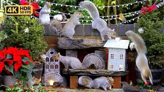 Cat TV for Cats to Watch 😸 Birds & Squirrels at Christmas 🕊️🐿️ Bird videos for cats