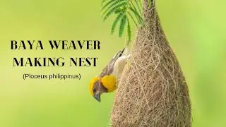 Baya Weaver Making Nest / Weaver Bird Nest, Sociable Weaver bird Nest, Weaver Bird building Nest