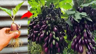 Perfect Technical : Grafting Tomato with eggplant Get amazing fruit