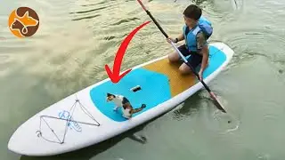 Husband Rescues a Cat That Fell into the River on the Way Home