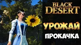 Black Desert - прокачка урожая или коровы на огороде